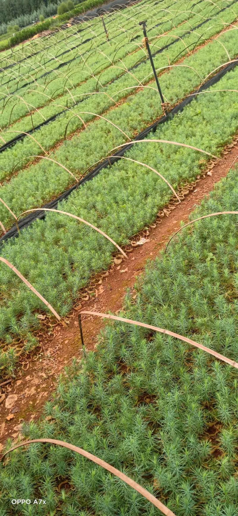 华山松，华山松种苗，荒山造林苗，证件齐全