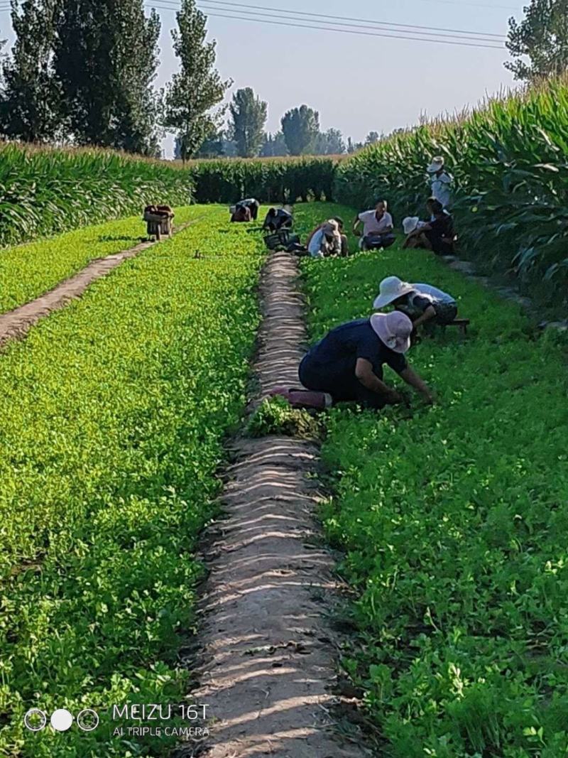 【现挖现发】优质高产芹菜苗一手货源产量高提供技术指导