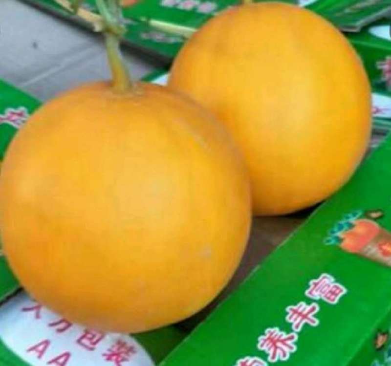久红瑞香瓜，香飘万家，甘甜可口，是我们这里王婆系列中优品