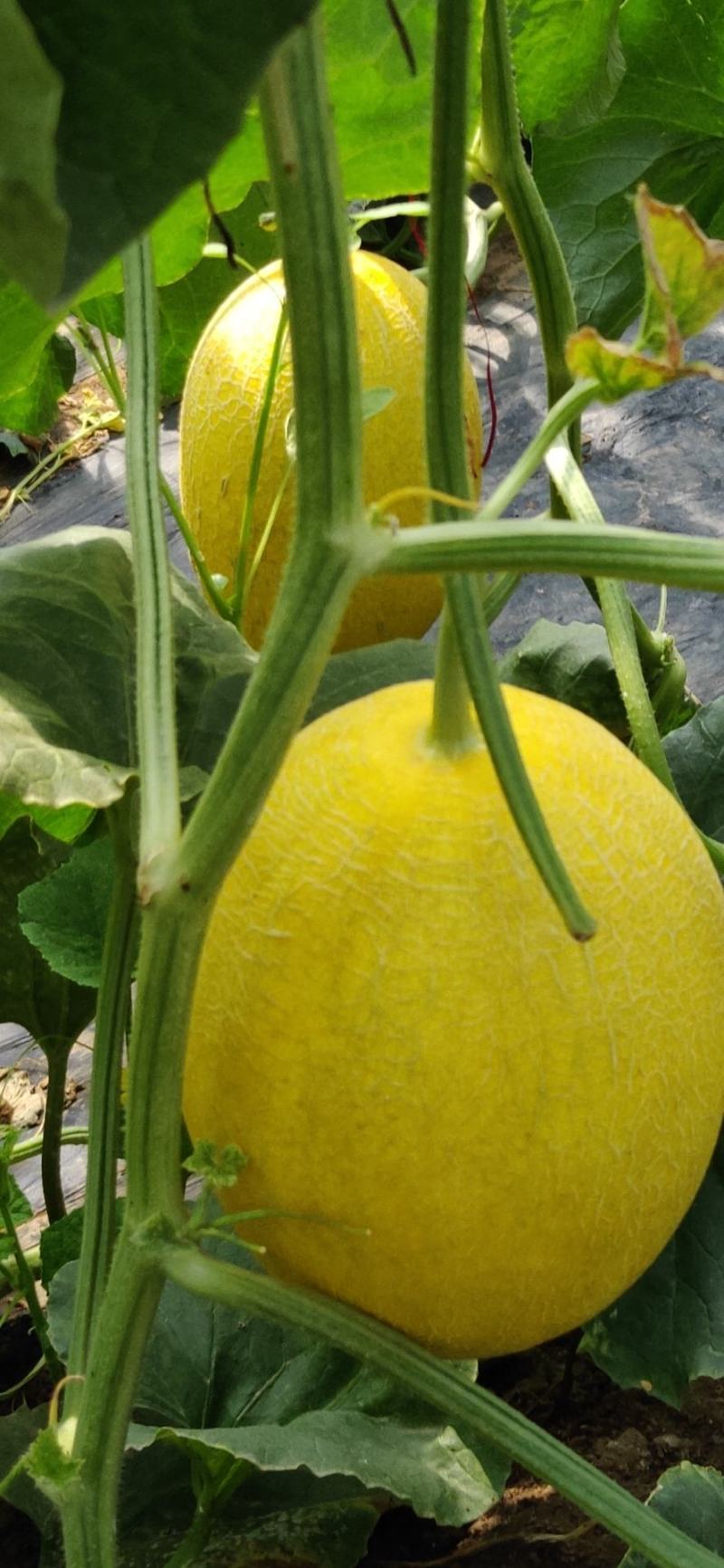 久红瑞香瓜，香飘万家，甘甜可口，是我们这里王婆系列中优品