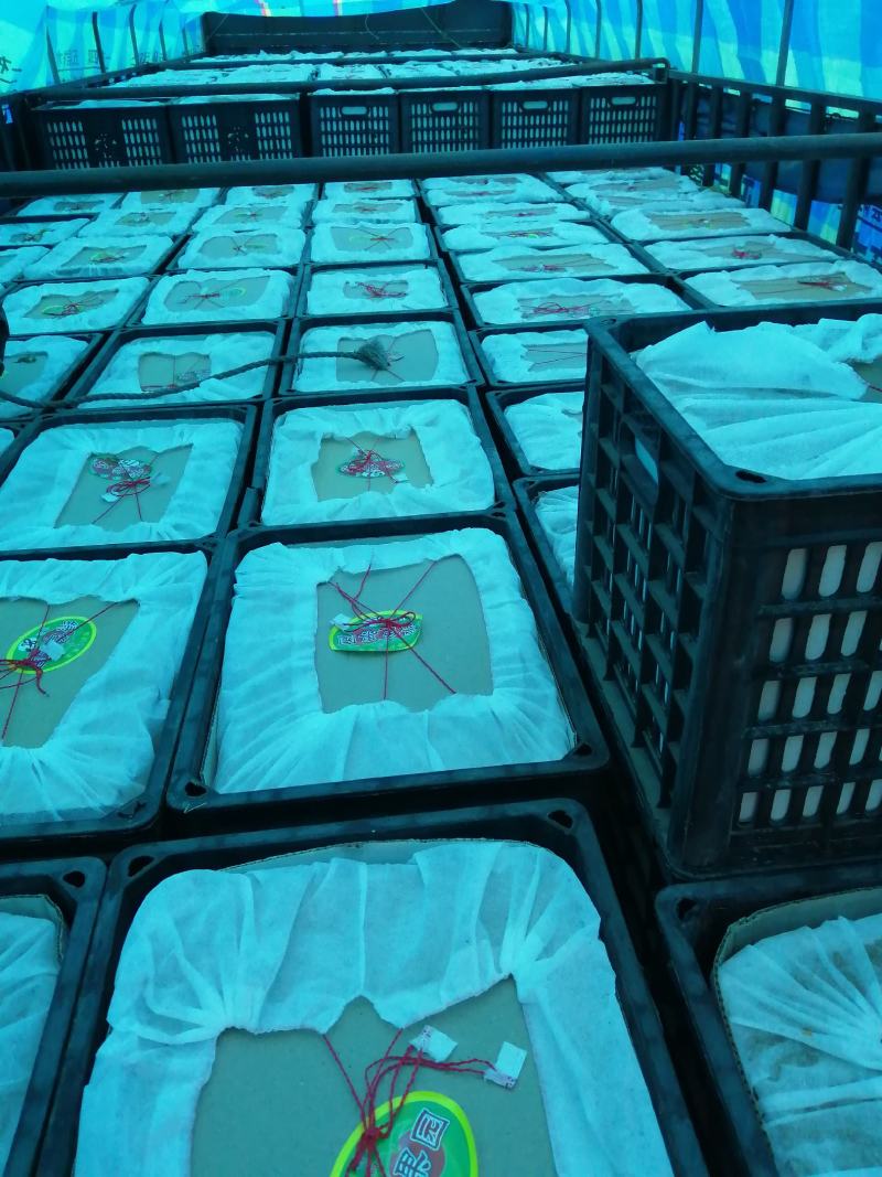 庆阳红富士苹果自家果园量大从优一手货源全国发货
