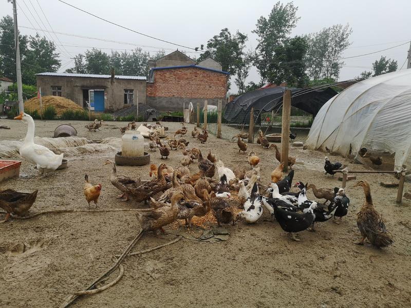 散养红头鸭大量供应白条上市原粮喂养品质保证