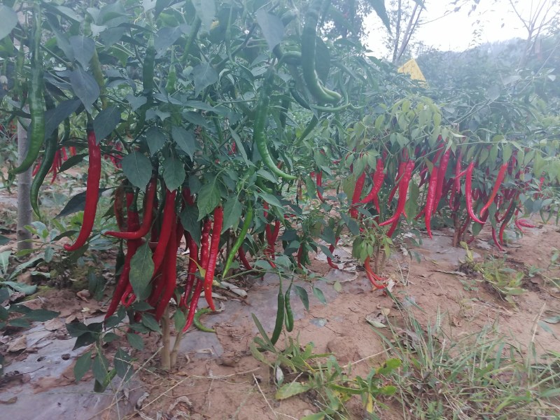 青红线椒，天津红，杭椒，高山靓货，全国发