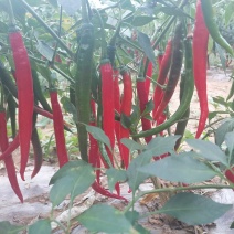 青红线椒，天津红，杭椒，高山靓货，全国发