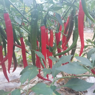 青红线椒，天津红，杭椒，高山靓货，全国发