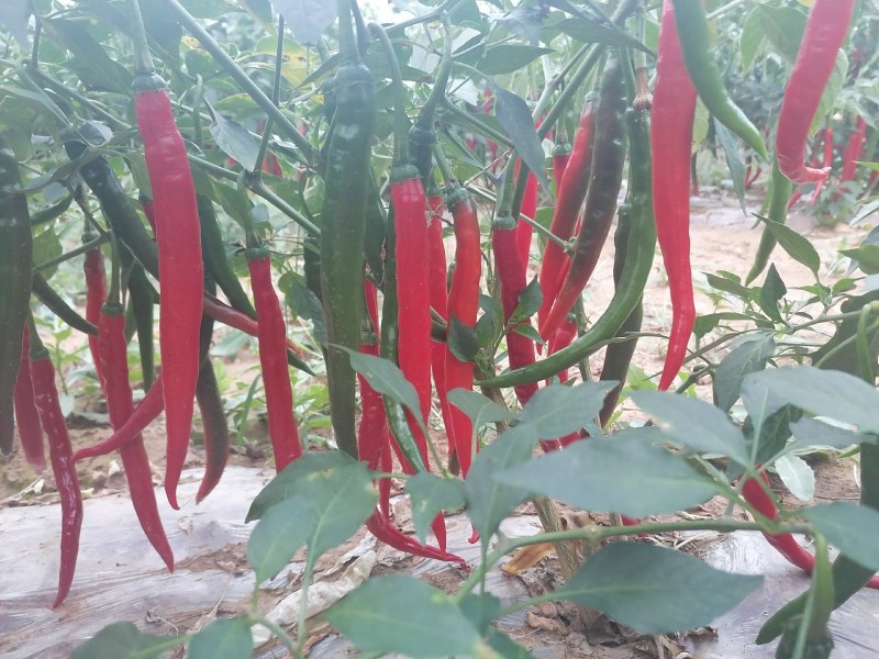 青红线椒，天津红，杭椒，高山靓货，全国发
