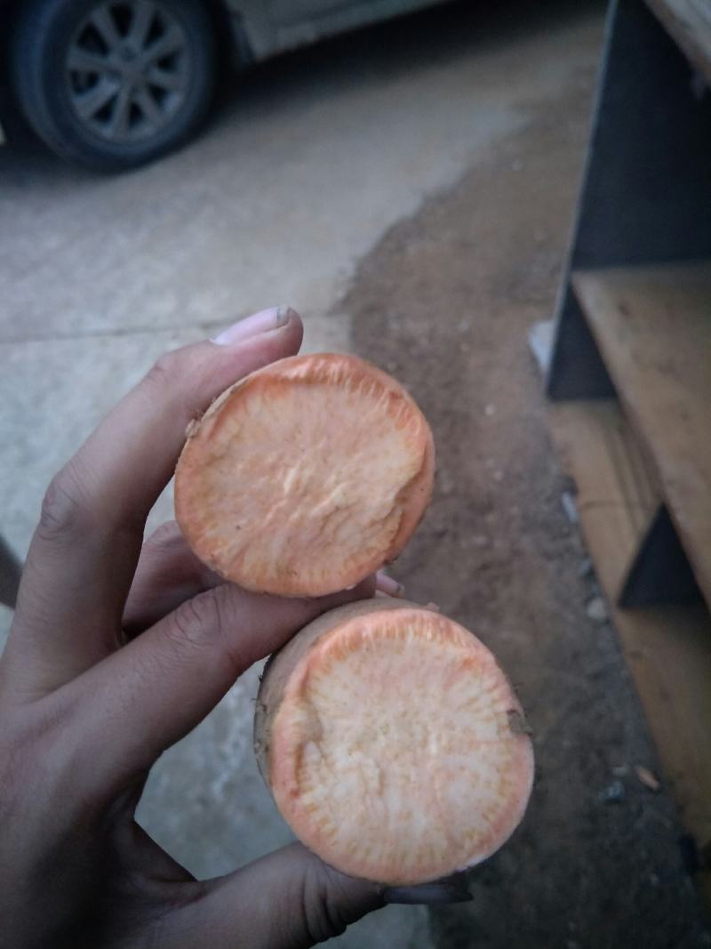 精品紫罗兰，烟暑25，西瓜红量大优惠，保质保量的