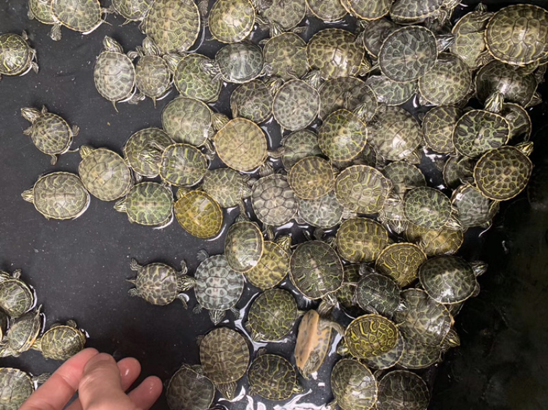纯种火焰龟苗7-12克(3-5厘米）