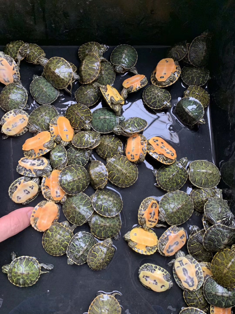 纯种火焰龟苗7-12克(3-5厘米）