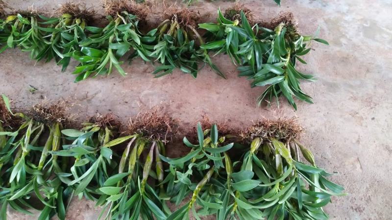 基地鼓槌石斛鼓槌石斛统货大量低价供货，全国发货量大从优