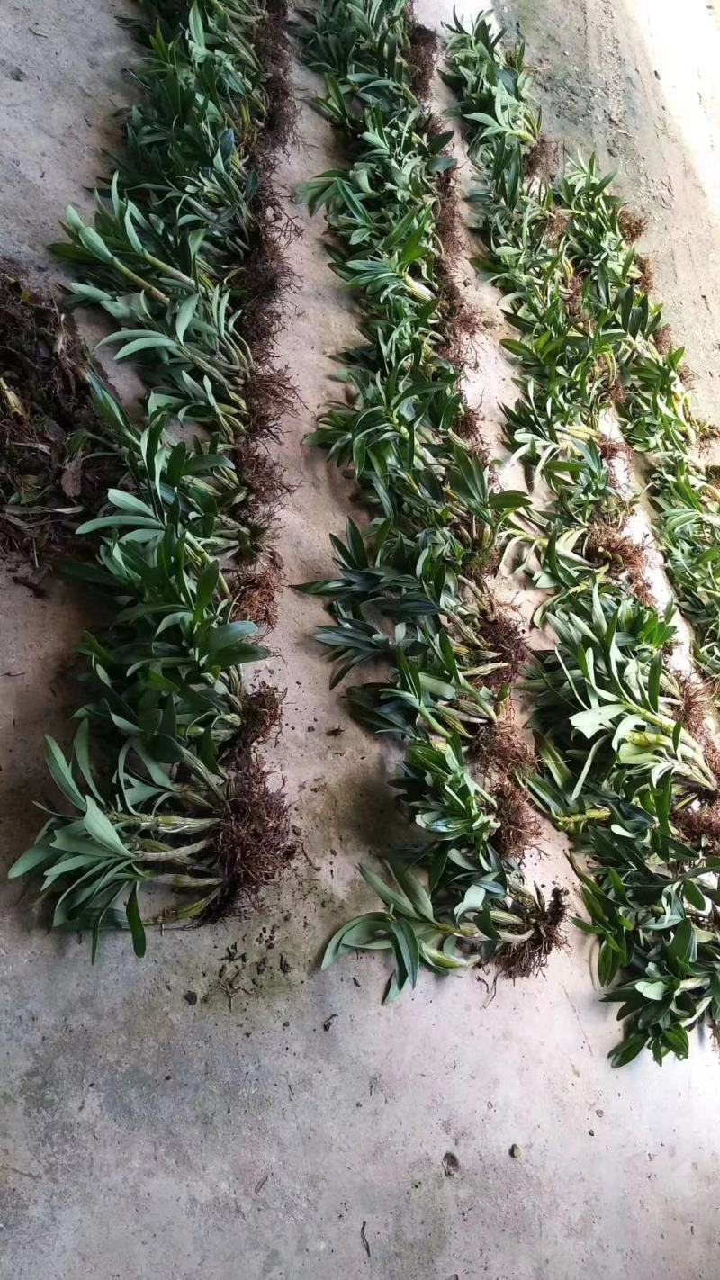 基地鼓槌石斛鼓槌石斛统货大量低价供货，全国发货量大从优
