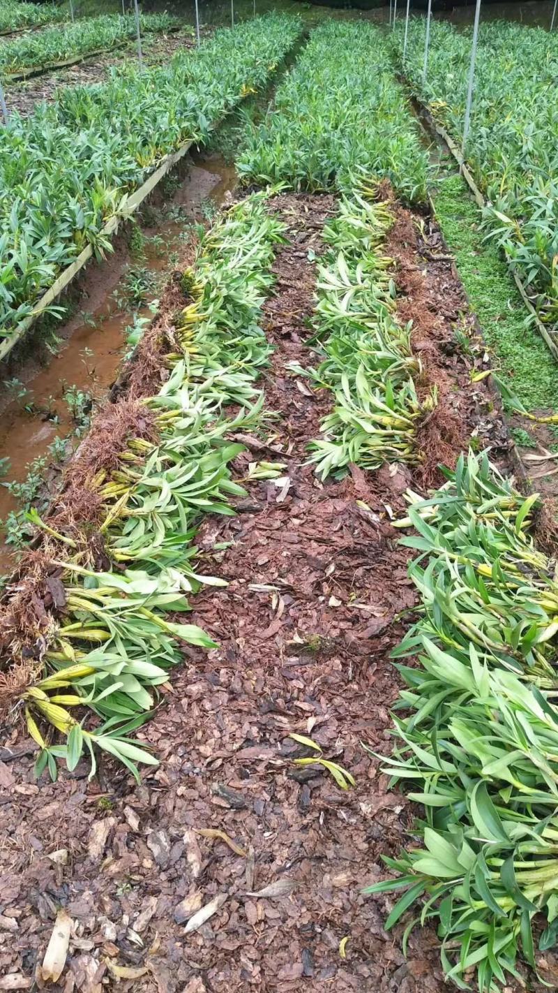 基地鼓槌石斛鼓槌石斛统货大量低价供货，全国发货量大从优