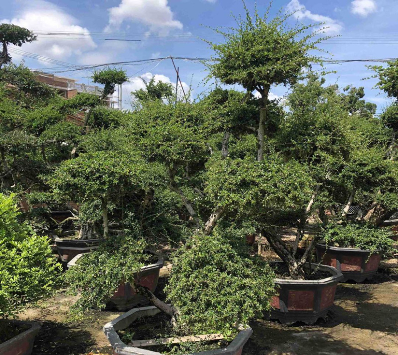 福建茶产地直销漳州大量造型福建茶批发福建茶桩头盆景