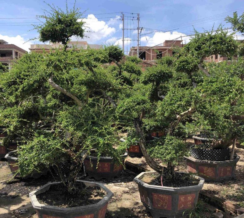 福建茶产地直销漳州大量造型福建茶批发福建茶桩头盆景