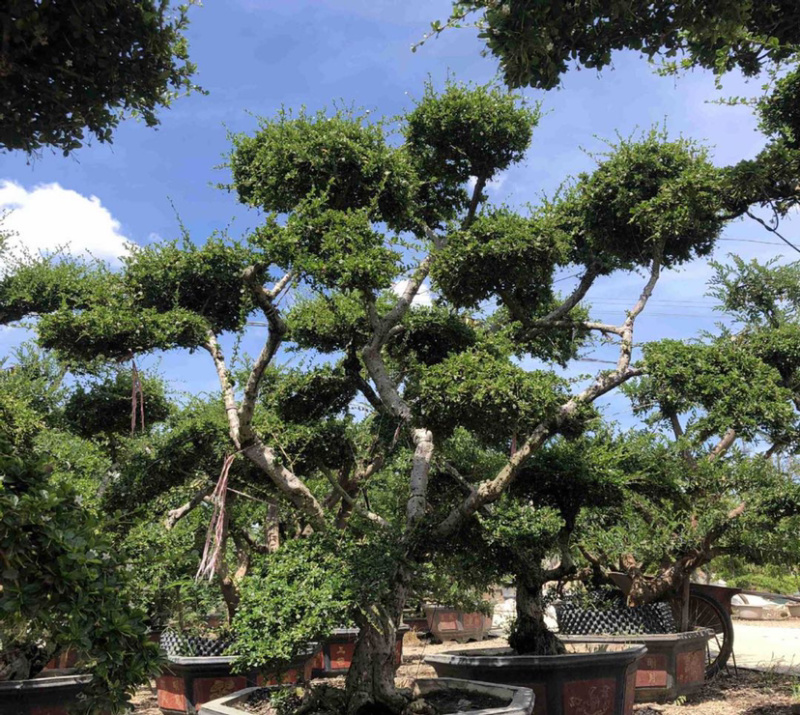 福建茶产地直销漳州大量造型福建茶批发福建茶桩头盆景