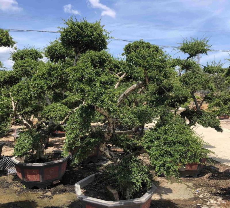福建茶产地直销漳州大量造型福建茶批发福建茶桩头盆景