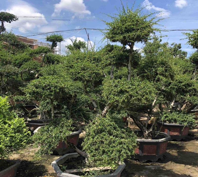 福建茶产地直销漳州大量造型福建茶批发福建茶桩头盆景