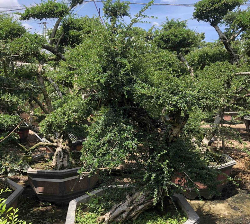 福建茶产地直销漳州大量造型福建茶批发福建茶桩头盆景