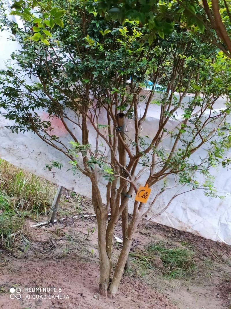 嘉宝果树苗，特价批发批量出货