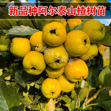 新品种阿尔泰大山楂黄金山楂当年结果一级苗全国包邮可实地考