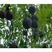 新采收文冠果种子文冠果树种子文冠果树苗种子绿化树苗