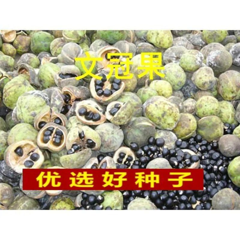 新采收文冠果种子文冠果树种子文冠果树苗种子绿化树苗
