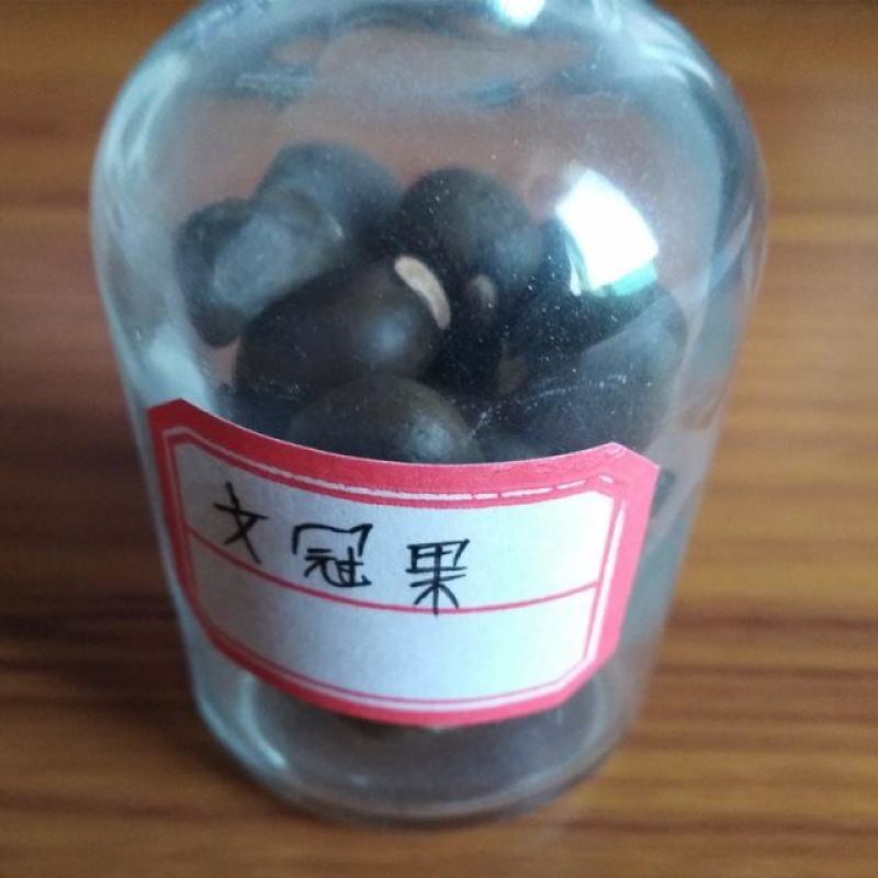 新采收文冠果种子文冠果树种子文冠果树苗种子绿化树苗