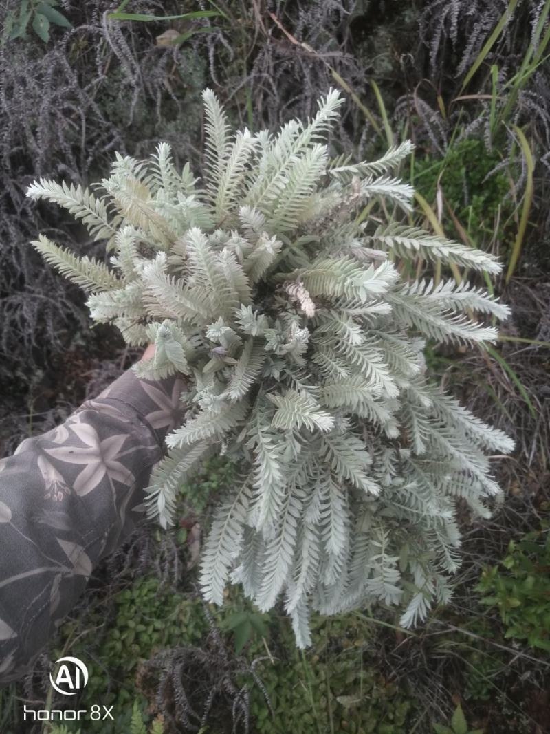 干货，鹿茸草干货，干货，新货！抓紧时间！