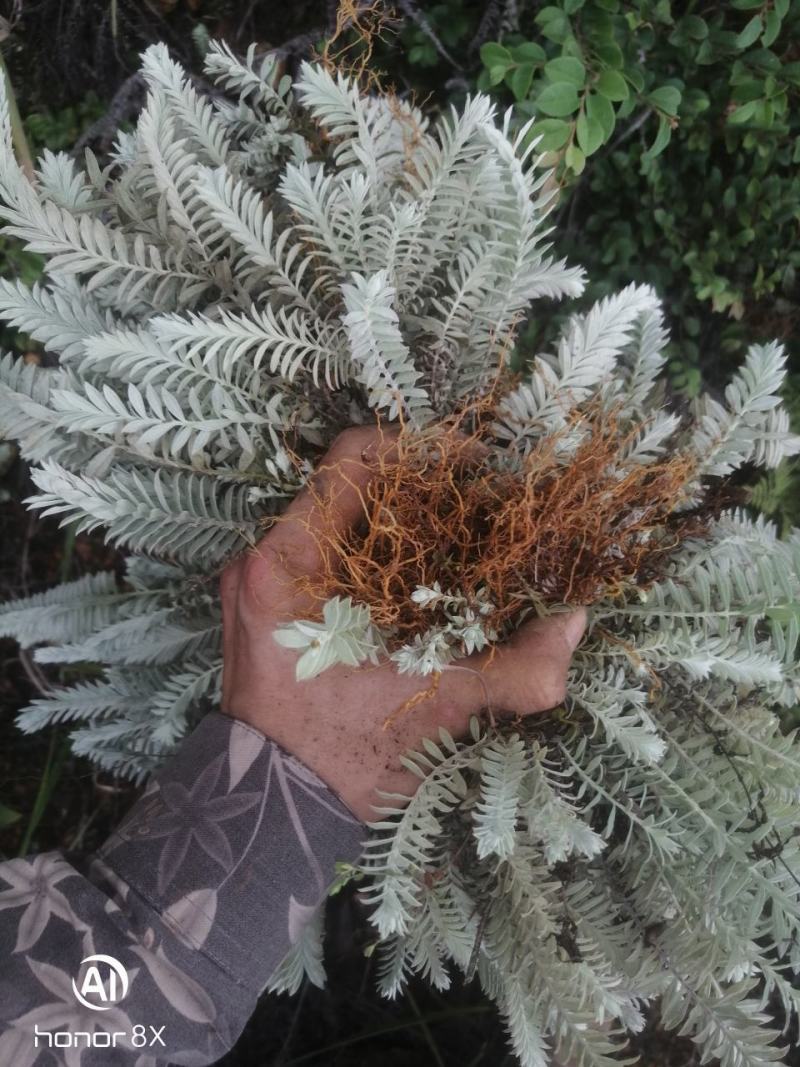 干货，鹿茸草干货，干货，新货！抓紧时间！