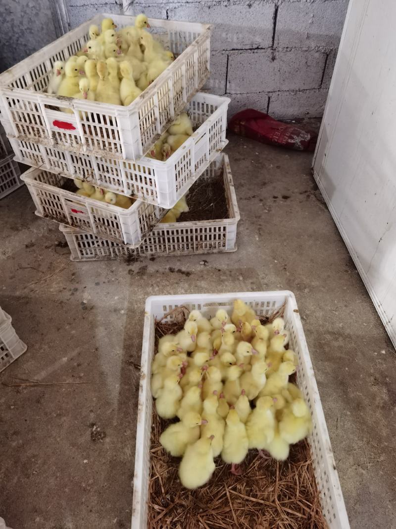 大三花鹅苗朗德鹅苗抵抗力强长势快包回收
