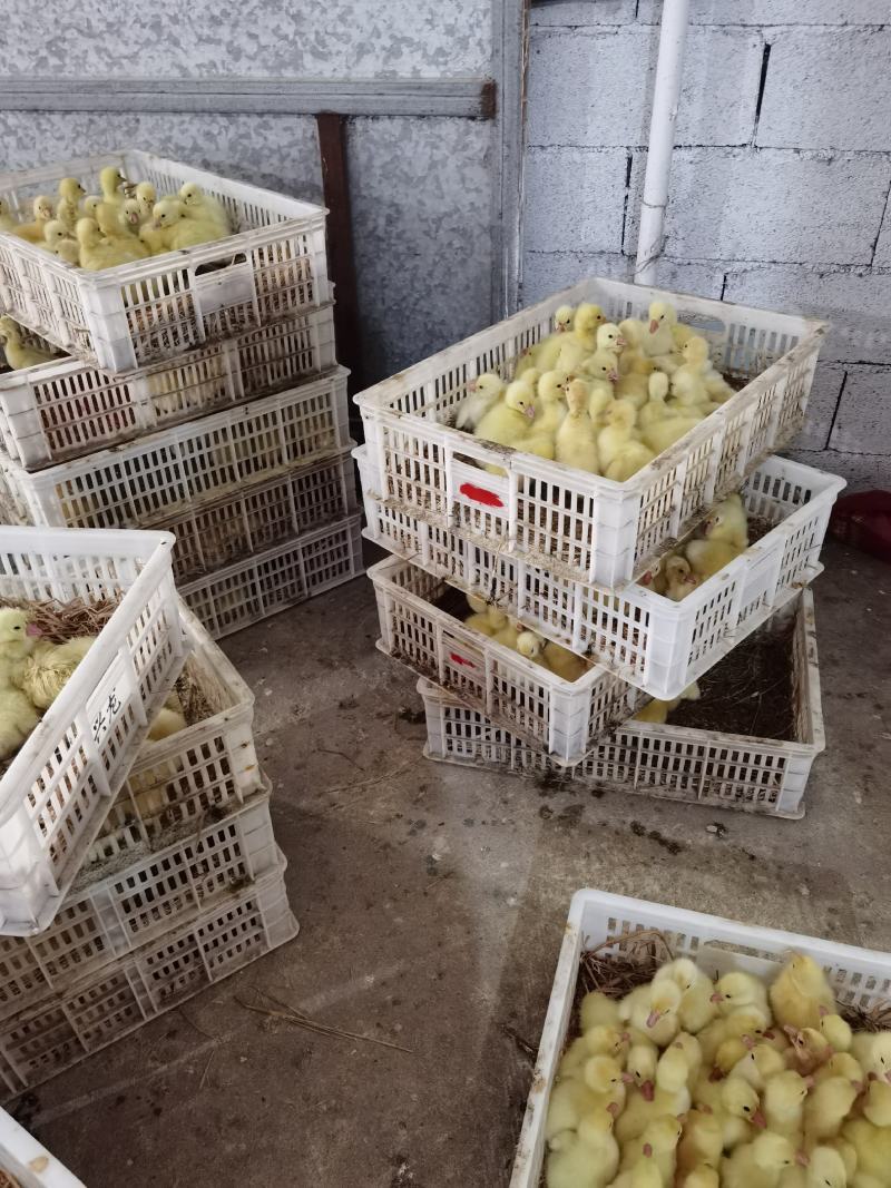 大三花鹅苗朗德鹅苗抵抗力强长势快包回收
