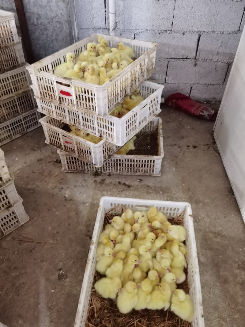大三花鹅苗朗德鹅苗抵抗力强长势快包回收