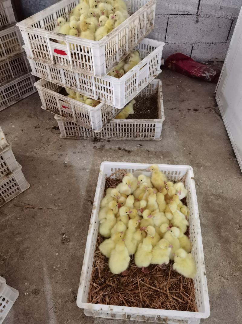 大三花鹅苗朗德鹅苗抵抗力强长势快包回收