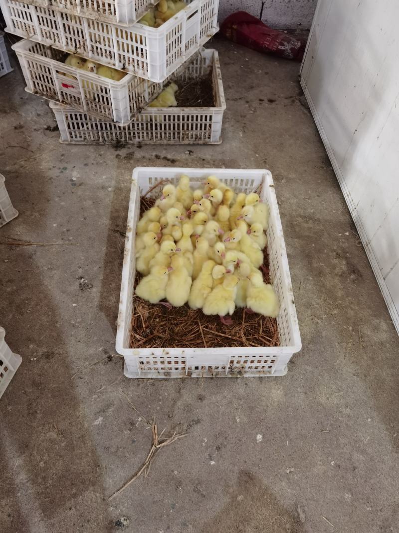 大三花鹅苗朗德鹅苗抵抗力强长势快包回收