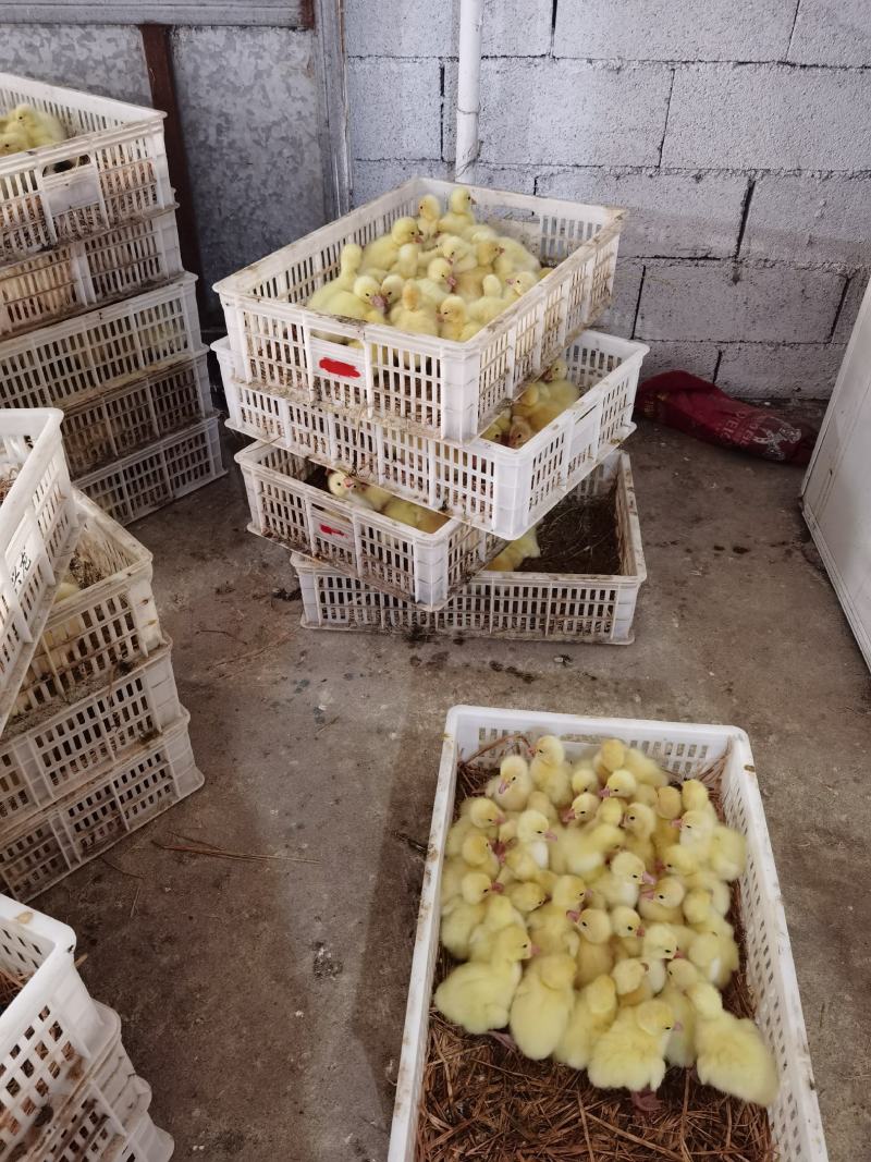 大三花鹅苗朗德鹅苗抵抗力强长势快包回收