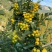 新品种阿尔泰大山楂黄金山楂当年结果一级苗全国包邮可实地考