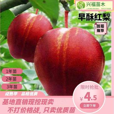 【热销】早酥红梨树苗嫁接苗当年结果苗根系发达南北方种植