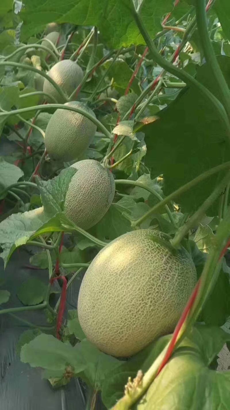 晓蜜25西州蜜甜瓜，口感甜度好可承接电商微商一件代发