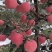 甘肃高山套袋红富士上市需要的老板赶紧致电