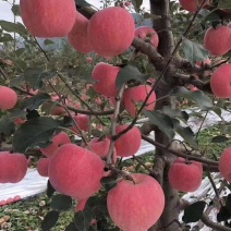 甘肃高山套袋红富士上市需要的老板赶紧致电