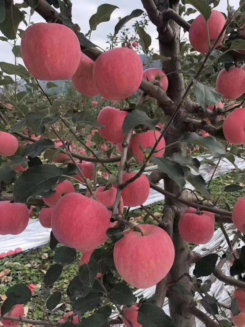 甘肃高山套袋红富士上市需要的老板赶紧致电
