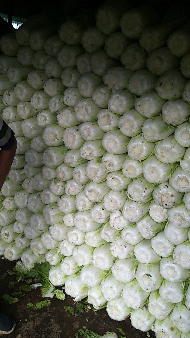 蔚县高山旱地黄心大白菜