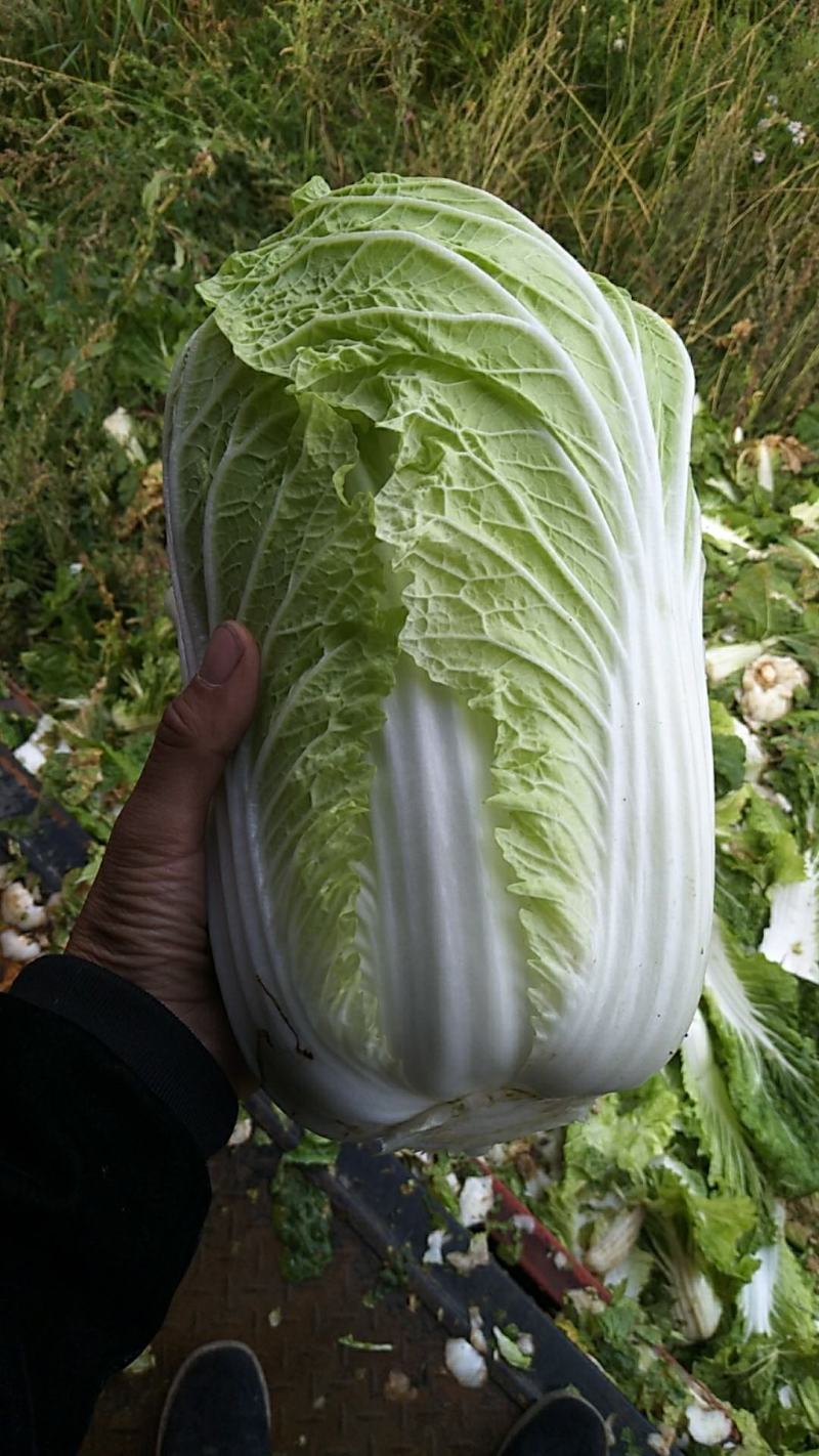 蔚县高山旱地黄心大白菜