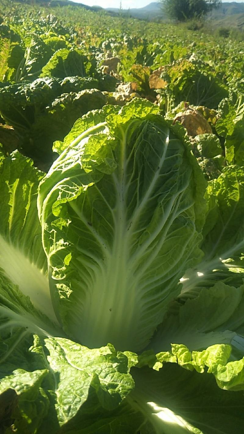 蔚县高山旱地黄心大白菜