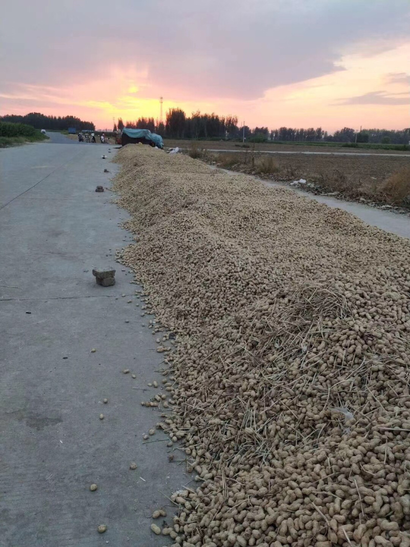 花生、鲜货带壳干货带壳基地