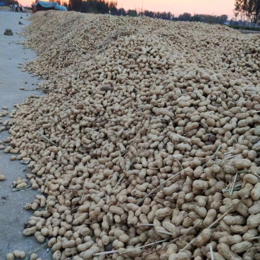 花生、鲜货带壳干货带壳基地