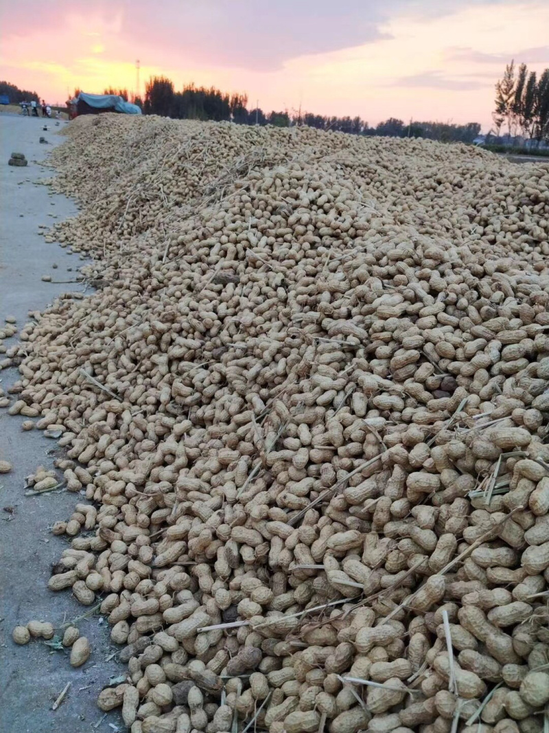 花生、鲜货带壳干货带壳基地