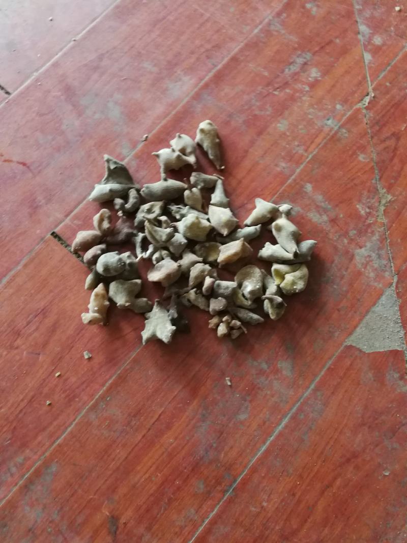 贵州五倍子，精挑细选靓货，大统货，20斤起包邮/