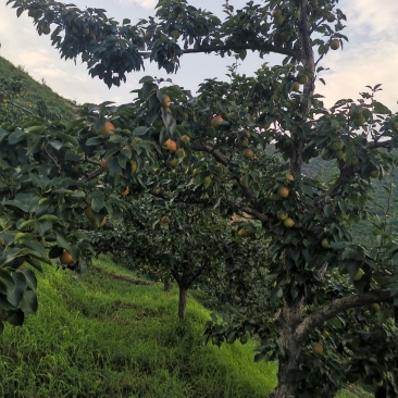 安山海城南果梨大量上市