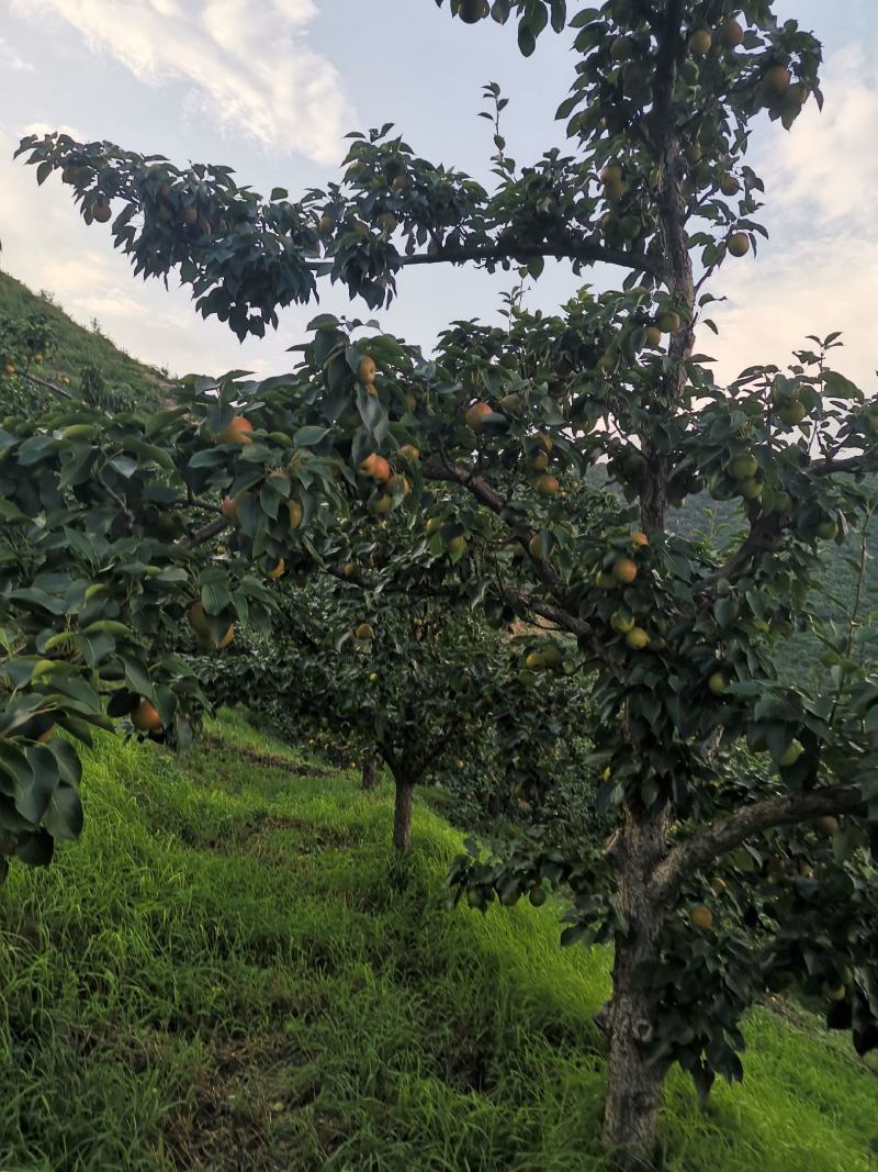 安山海城南果梨大量上市